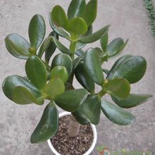 Una foto de Crassula ovata