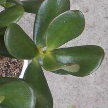 Una foto de Crassula ovata