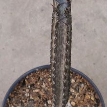 A photo of Cereus spegazzinii