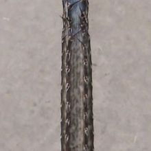 A photo of Cereus spegazzinii