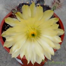 Una foto de Echinocereus subinermis