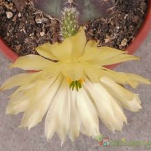 Una foto de Echinocereus subinermis