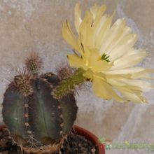 Una foto de Echinocereus subinermis