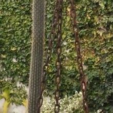 Una foto de Cleistocactus baumannii subsp. horstii