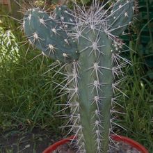 Una foto de Stetsonia coryne