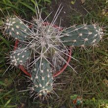 A photo of Stetsonia coryne