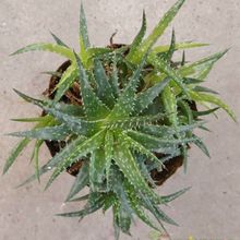 A photo of Aloe Pepe (Aloe Discoingsii x Aloe Haworthioides)
