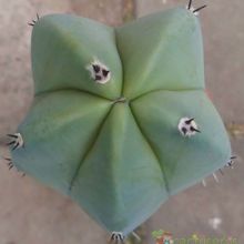 A photo of Myrtillocactus geometrizans