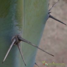 A photo of Myrtillocactus geometrizans