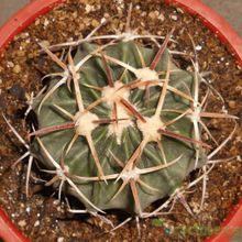 A photo of Echinocactus texensis