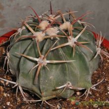 A photo of Echinocactus texensis