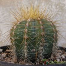 A photo of Parodia magnifica