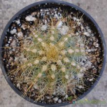 A photo of Parodia magnifica