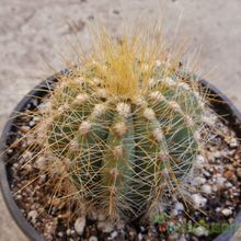 A photo of Parodia magnifica