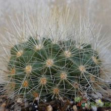 A photo of Parodia penicillata