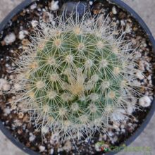 A photo of Parodia penicillata