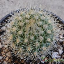 A photo of Parodia penicillata
