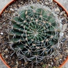 Una foto de Echinopsis ancistrophora