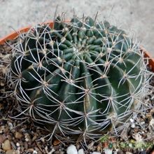 Una foto de Echinopsis ancistrophora