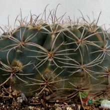 Una foto de Echinopsis ancistrophora