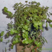 Una foto de Crassula pellucida ssp. marginalis