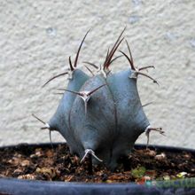 Una foto de Echinocactus platyacanthus