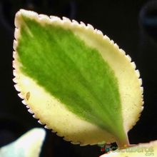 A photo of Crassula sarmentosa fma. variegada