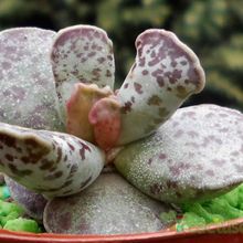 A photo of Adromischus cooperi