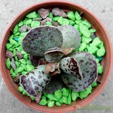 A photo of Adromischus cooperi