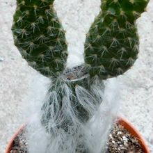 A photo of Opuntia orbiculata