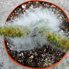 A photo of Opuntia orbiculata