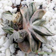 A photo of Gasteria gracilis f. variegata