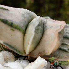 A photo of Gasteria gracilis f. variegata