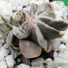 A photo of Gasteria gracilis f. variegata