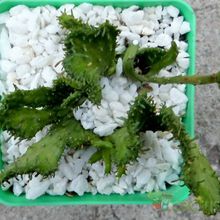 A photo of Euphorbia flanaganii fma. crestada