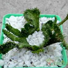 A photo of Euphorbia flanaganii fma. crestada