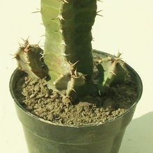 A photo of Euphorbia resinifera