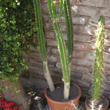 A photo of Euphorbia deightonii 