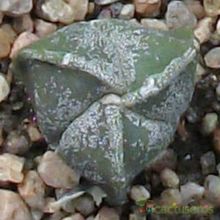 Una foto de Astrophytum myriostigma tricostatum
