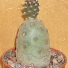 Una foto de Tephrocactus diadematus