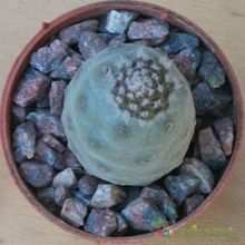 Una foto de Tephrocactus diadematus