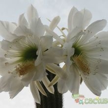 Una foto de Echinopsis schickendantzii