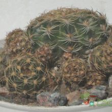 Una foto de Echinopsis arachnacantha