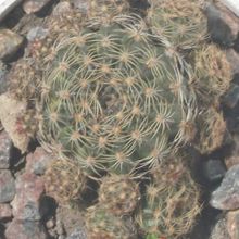 Una foto de Echinopsis arachnacantha