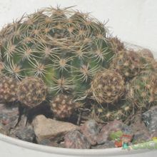 Una foto de Echinopsis arachnacantha