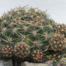 Una foto de Echinopsis arachnacantha
