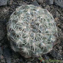 Una foto de Gymnocalycium calochlorum