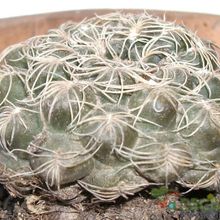 Una foto de Gymnocalycium calochlorum