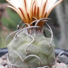 A photo of Turbinicarpus schmiedickeanus subsp. klinkerianus