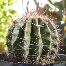 A photo of Echinopsis klingleriana